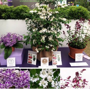 Chelsea Flower Show