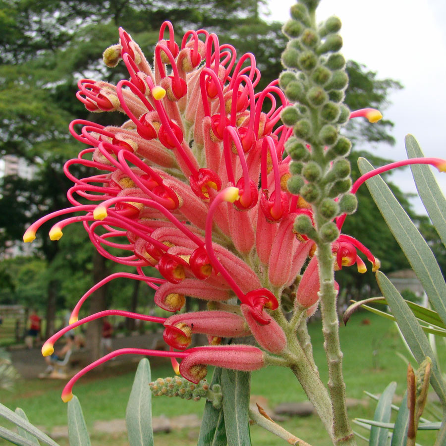 grevillea
