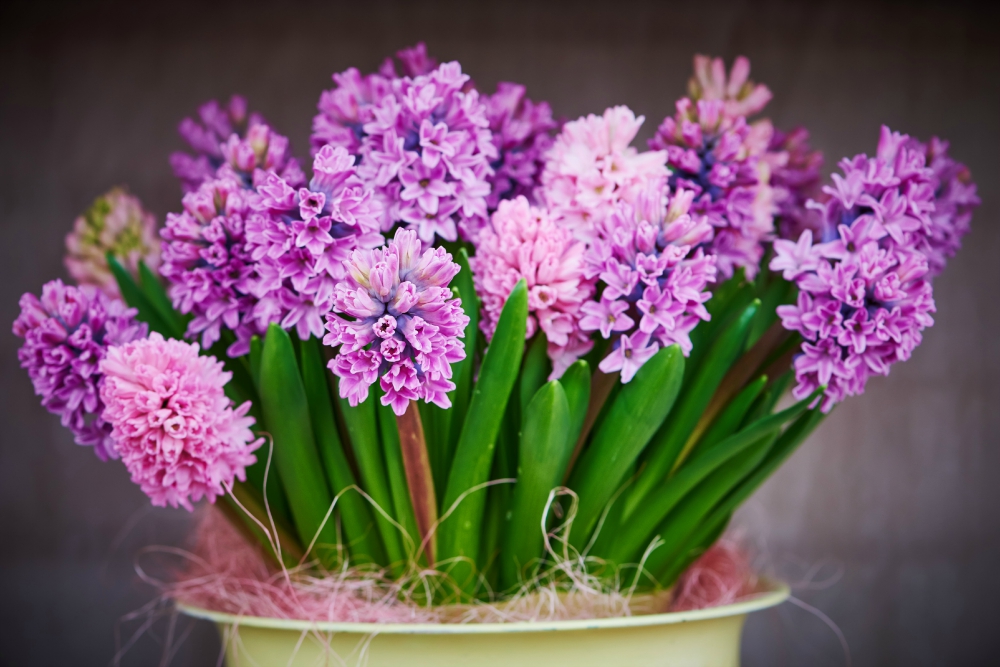 Boydita Flowers Delivered Hyacinth