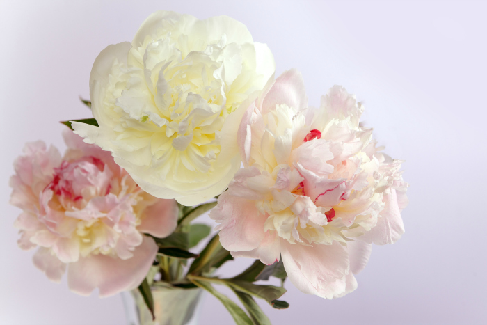 Peony Boydita Flowers Delivered