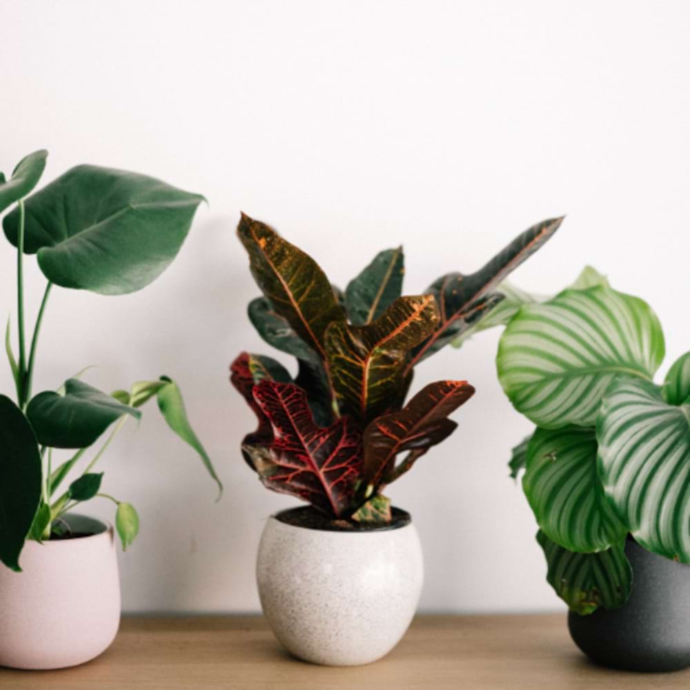 Florist Choice Potted Plant