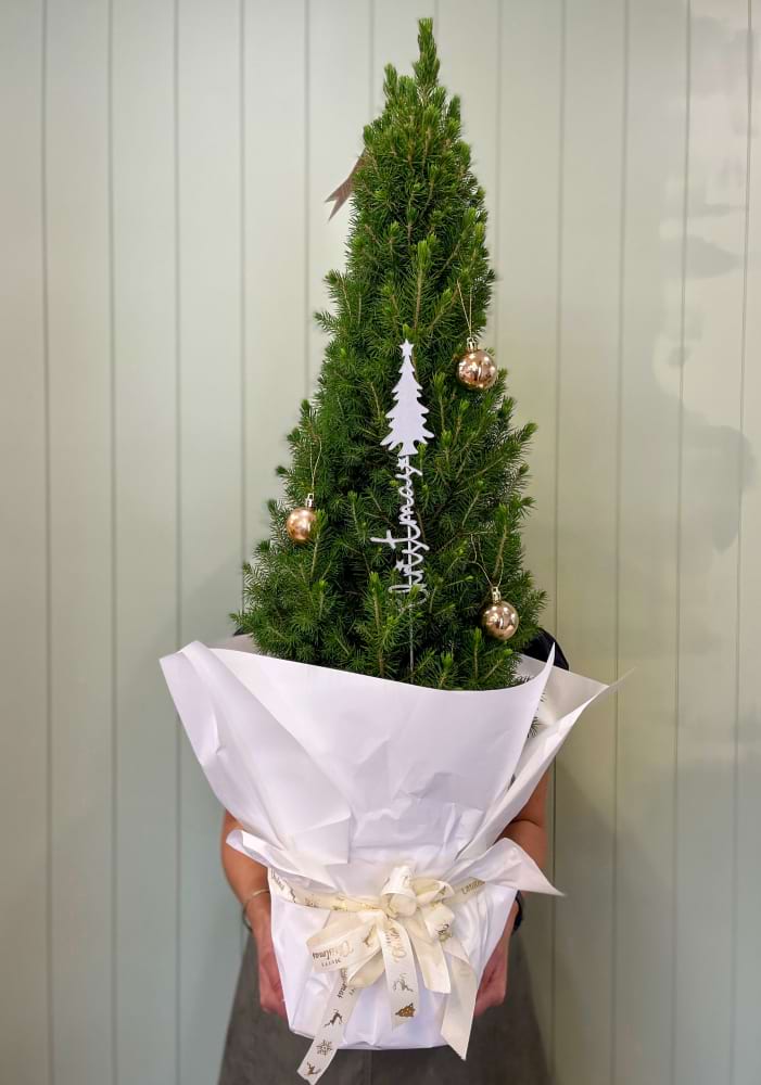Christmas Tree 