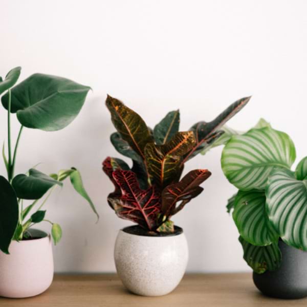 Florist Choice Potted Plant